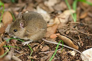 Field mouse