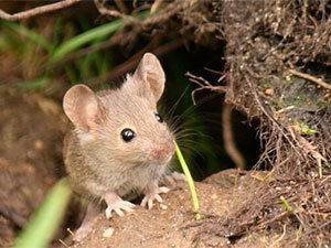 Fieldmouse