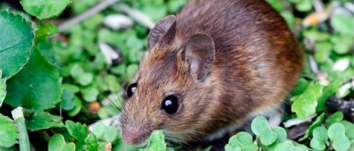 Field mouse