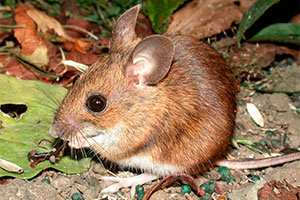 Field mouse