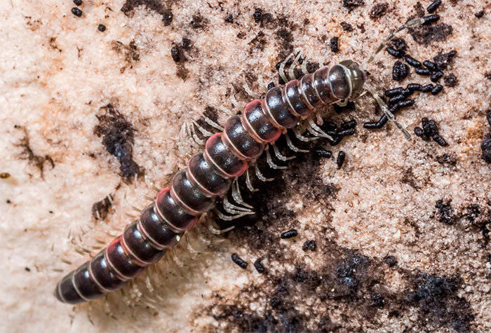 Flat-backed millipede