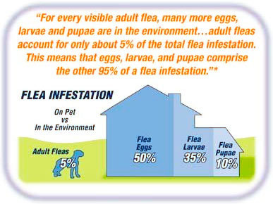Flea infestation: on pet vs in the environment