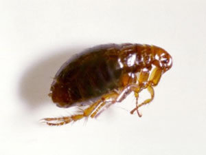 Fleas: small bugs