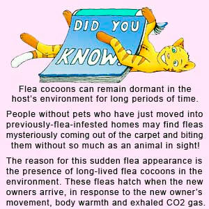 Did you know: a fact about fleas