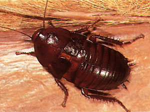 Florida Woods Roaches