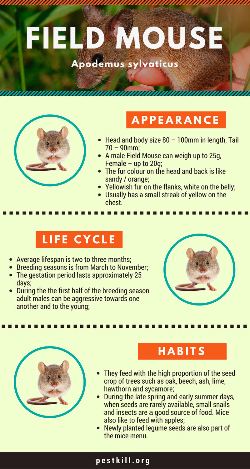 Field mouse infographic