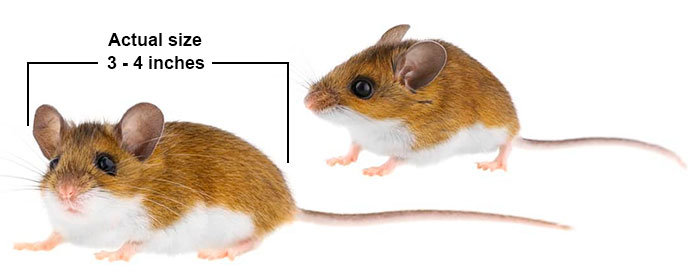 Field mice actual size
