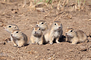 Young gophers