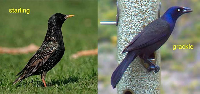 Gackle VS Starling