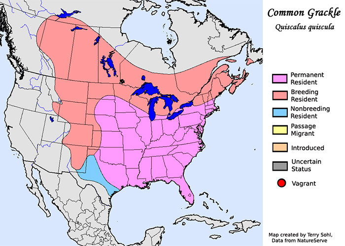 Gackles distribution