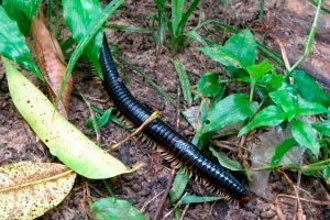 Garden millipede