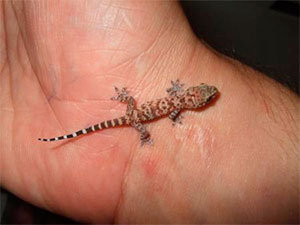 About geckos