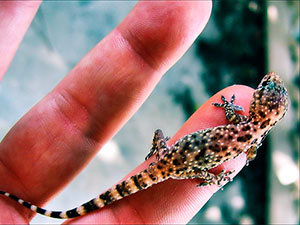 Geckos size