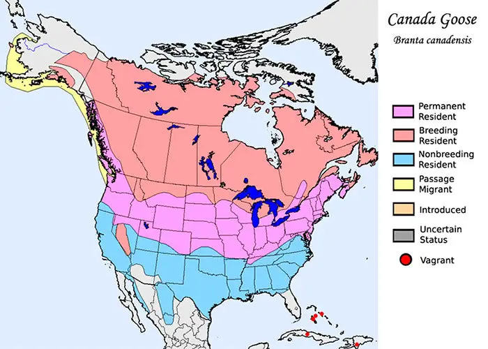 Canada Goose distribution