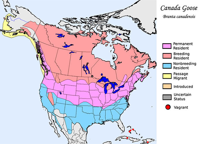 Canada Goose distribution