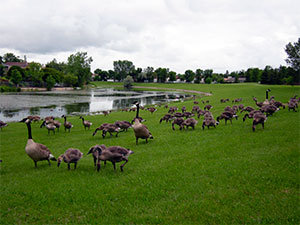 Canadian geese problems