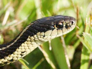 Effective tips on getting rid of snakes around the house
