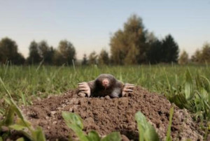Get rid of moles like a pro: Information to know before getting rid of moles