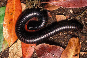 Giant African Millipede