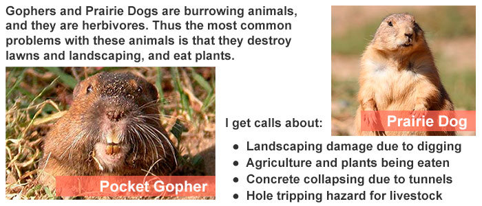 how much gopher grain bait will kill a dog