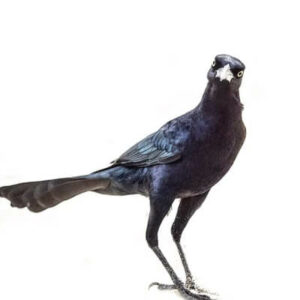 Grackle