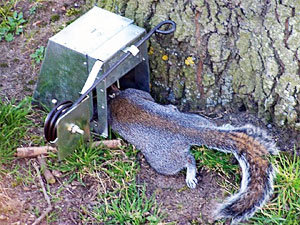 How To Trap A Squirrel All Types Of Cages For Catching Nasty Pests