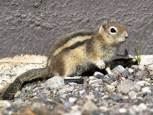 Ground squirrel - get rid of them