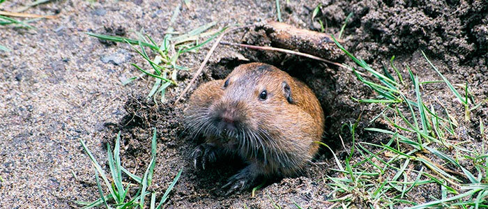 Groundhogs burrow