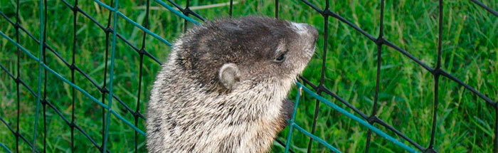 Groundhog climb over fence