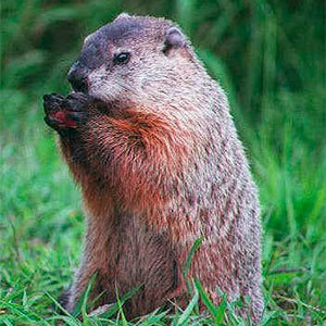 Groundhog look like