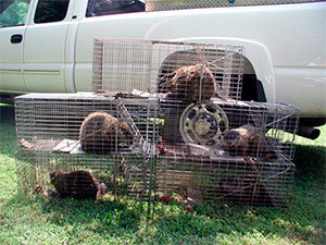 Relocate catched groundhogs