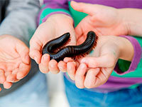 Hands with millipede