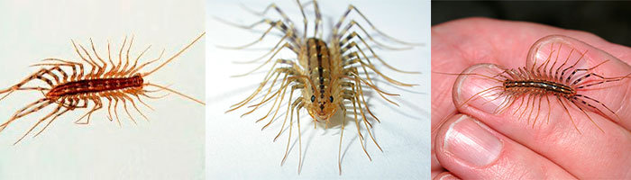 House Centipedes