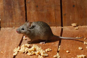 House mouse