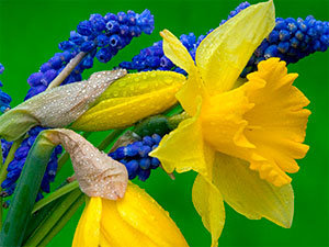 Hyacinth and daffodils