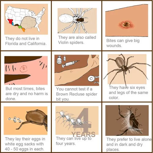 identifying the brown recluse spider