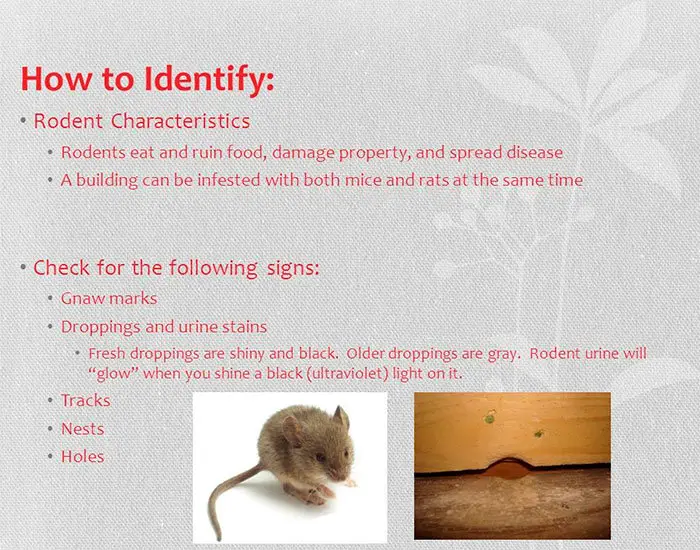 How to Identify Mice Infestation