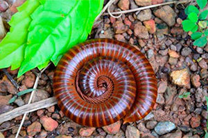 Millipede in the garden