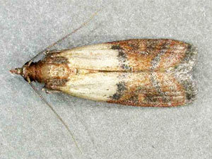 Indian Meal Moths: What Are They?