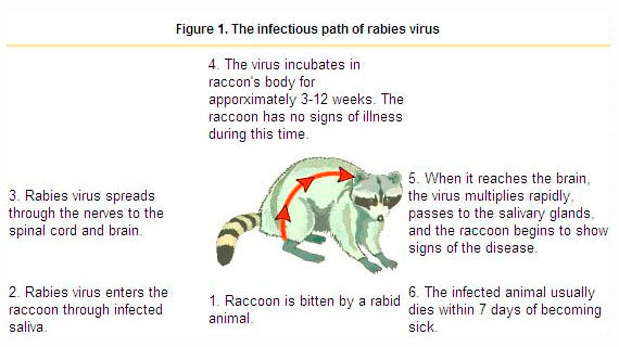 The infectious path of rabies virus