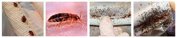 Bed bugs home infestation