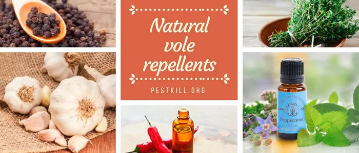 Infographic: Natural Vole Repellents