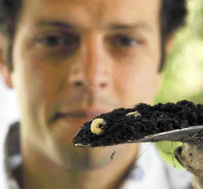 Japanese Beetle Grubs