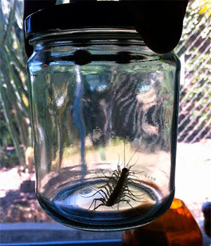 Centipede in jar