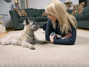 If you want to kill all the fleas in your house and carpet, don’t forget to check your bed for their presence