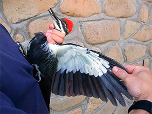 How to kill a woodpecker