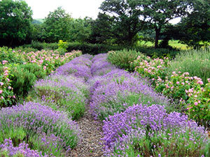 Lavender plants