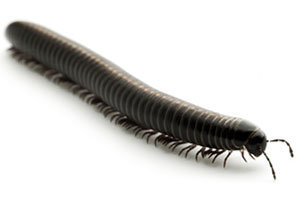 Millipedes legs