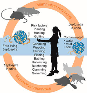 Leptospira info