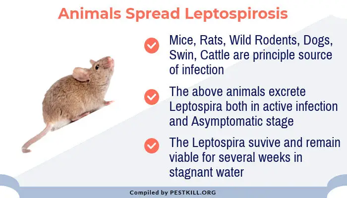 Animals Spread Leptospirosis
